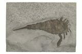 Eurypterus (Sea Scorpion) Fossil - New York #236963-1